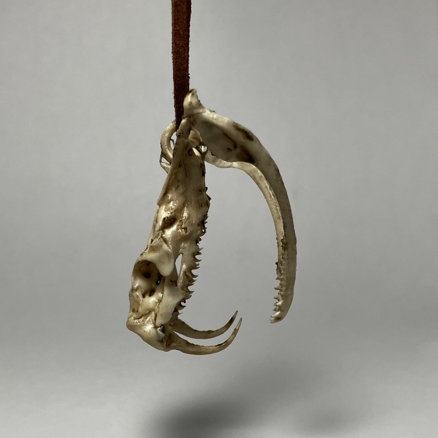 Snake Skull Necklace