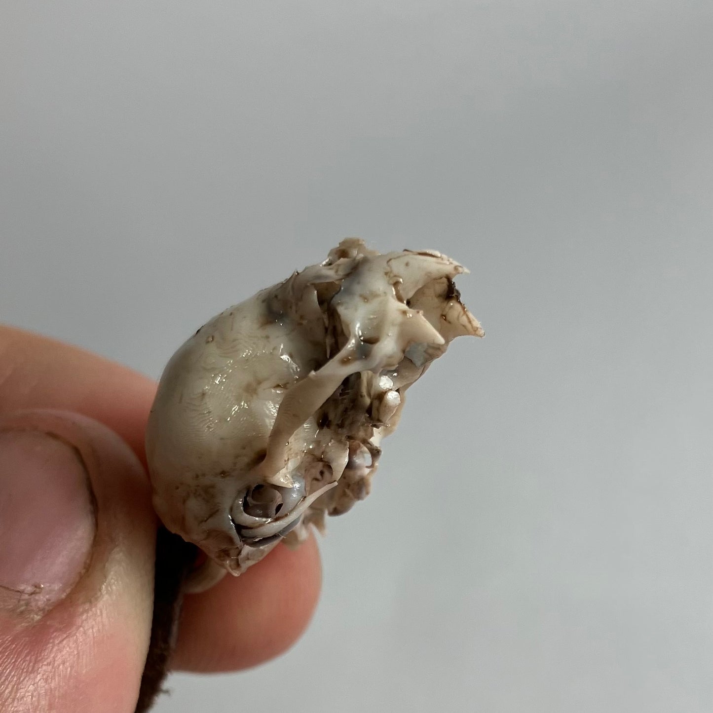 Vampire Bat Skull Pendant Necklace