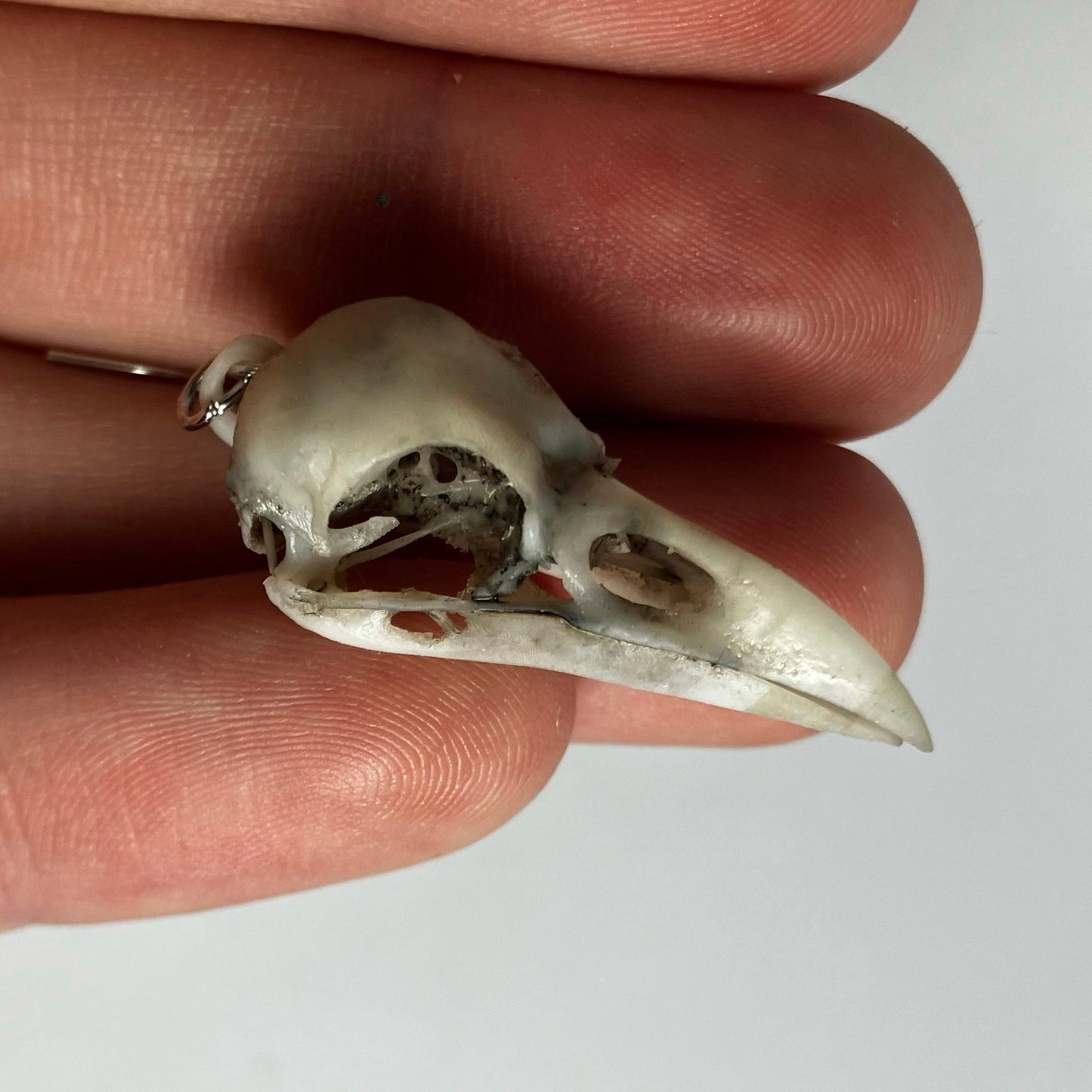 Raven Skull Earrings