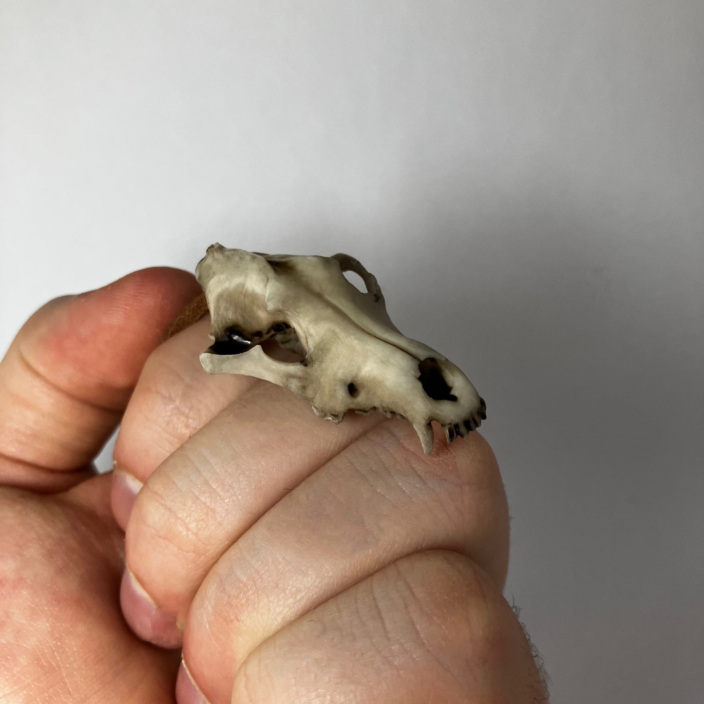 Wolf Skull Necklace